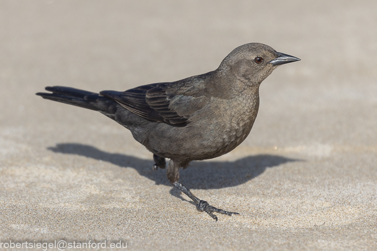 Gaviota State Park